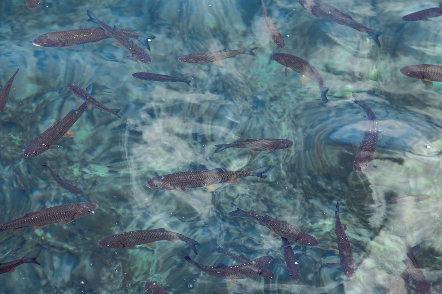 Essential Tools For Finding Elusive Fish